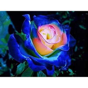 GRAINE - SEMENCE 50 pièces Graines de fleurs rares Blue Rose Bush H