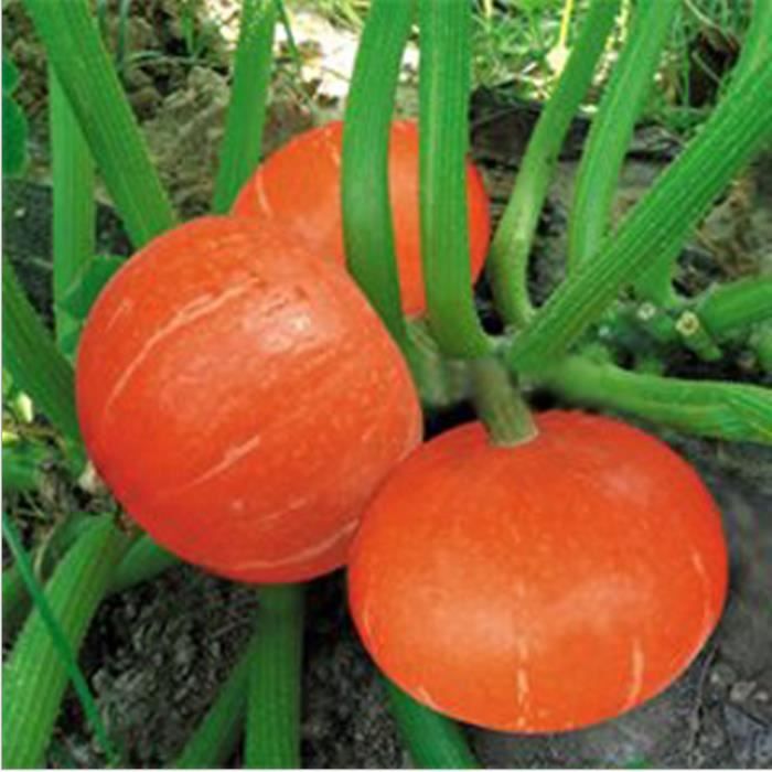 Graines de citrouille rouge courte vigne sans haute ronde rouge foncé