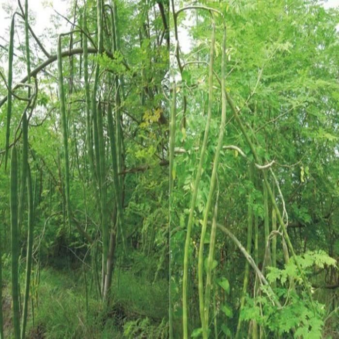 10 Pcs Graines rare Moringa jardin extérieur arbre Wir57
