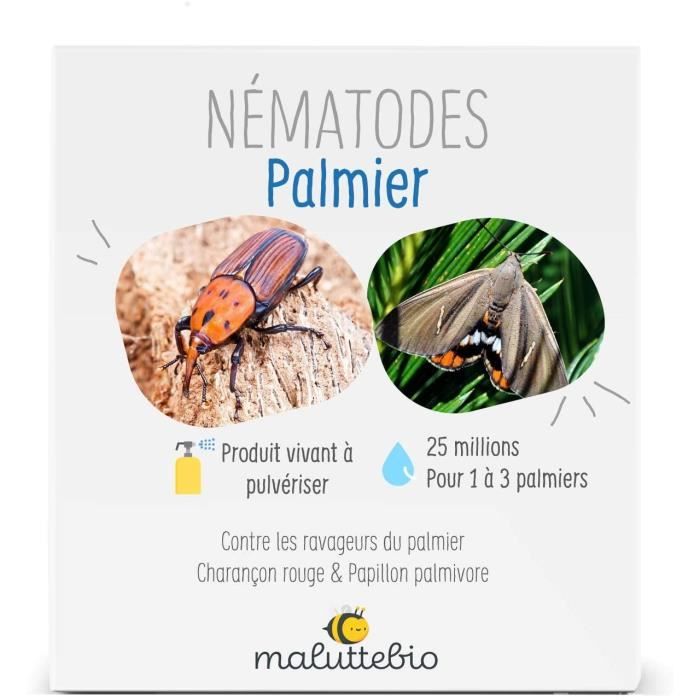 Nematodes contre le papillon du palmier Paysandisia Archon, NemaPalmier