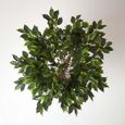 Figuier pleureur Ficus Benjamina Vert en pot 122 cm-1