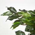 Figuier pleureur Ficus Benjamina Vert en pot 122 cm-3