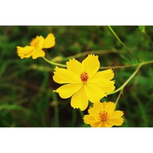 GRAINE - SEMENCE 100Graines de Cosmos - fleurs mélange jaune et ora
