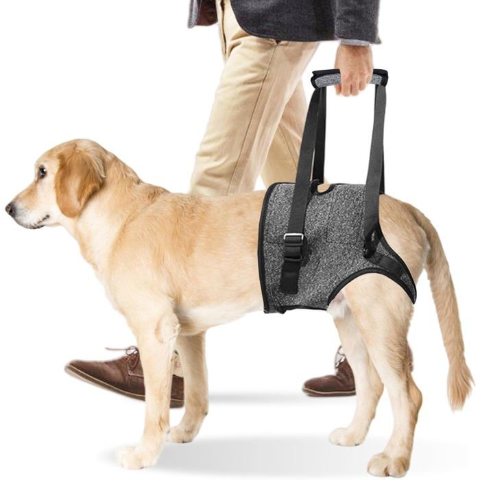 Harnais Levage Chien Réglable Soutien Pattes Arrière Taille L Aide Mobilité Blessé