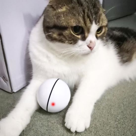 jouet intelligent pour chat