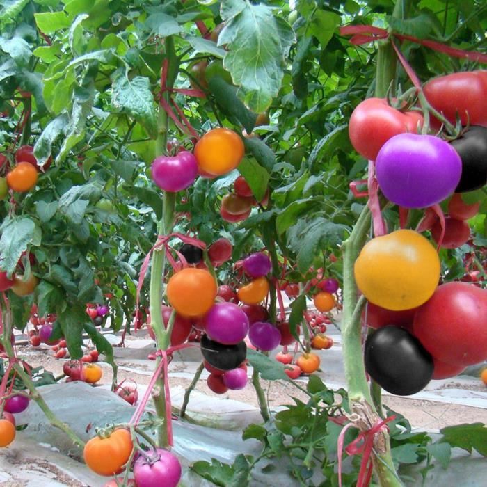 221 /"Rois de la qualité du chou avril 1500 Graines-Légumes