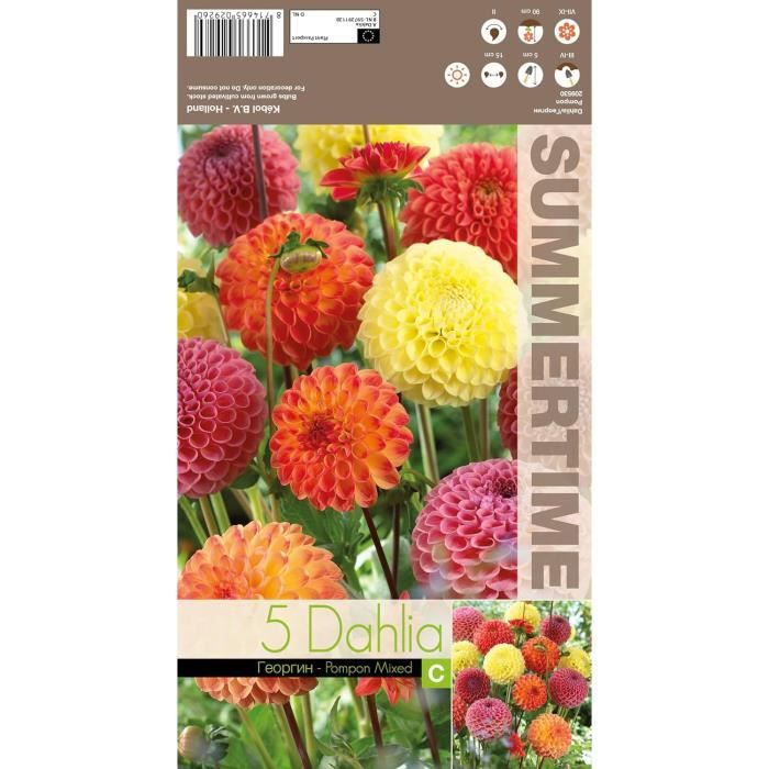 35 Graines De Dahlia Pompon Mélangées – Fleurs Rondes Colorées, Pour Jardin Ou Bouquets, Reproductibles