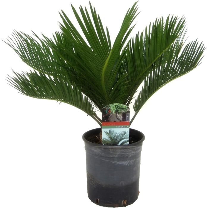 Piardino Palmfarn (Cycas revoluta, Topfgröße: 12 cm, Dunkelgrün