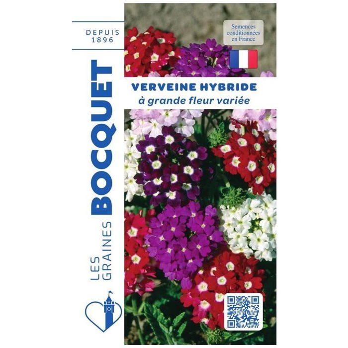 Graine - Semence - Verveine HYB à grande fleur variée