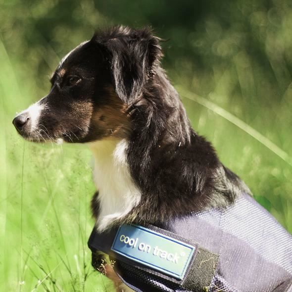 Manteau chien rafra chissant Back on Track bleu 40 cm Cdiscount