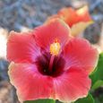 GRAINE - SEMENCE  Hibiscus Seedlings 50Pcs  Bag Graines de fleurs dhibiscus pour pelouse fraîche et saine style-Hibiscus Seeds1-0