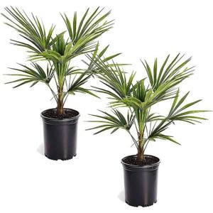 ARBRE - BUISSON Trachycarpus Fortunei - Palmier D'Asie - Set De 2 - Pot 15Cm - Hauteur 35-45Cm[H5602]