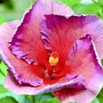 GRAINE - SEMENCE  Hibiscus Seedlings 50Pcs  Bag Graines de fleurs dhibiscus pour pelouse fraîche et saine style-Hibiscus Seeds1-1
