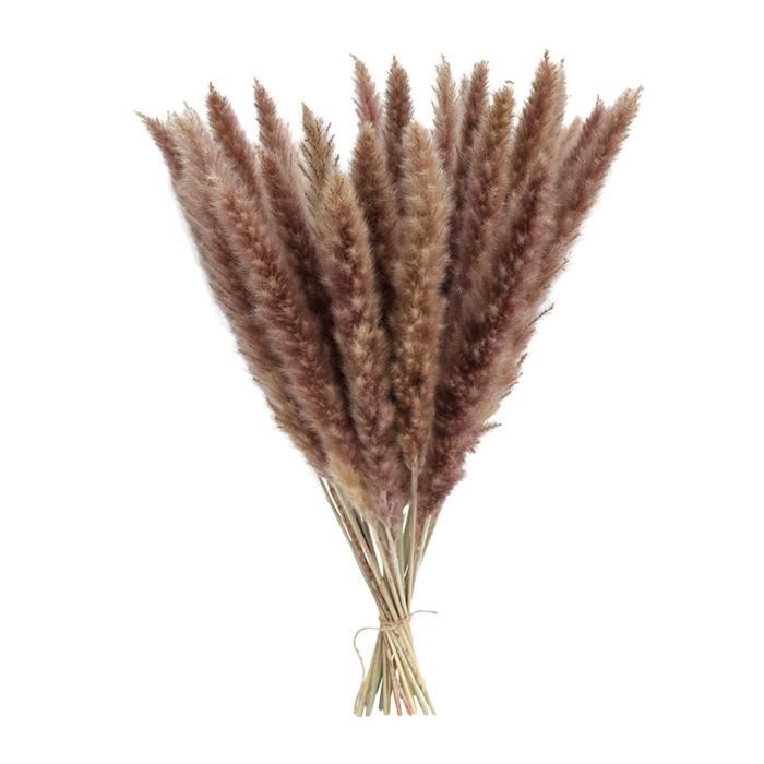 Herbe De Pampa Séchée Bouquet Naturel Lot 80 Pièces - Fleurs Séchées Boho Brun Blanc Lagurus Roseau Pour Mariage Et Décoration Maison