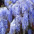 Wisteria Sinensis Glycine de Chine  Arbuste rustique et grimpant à feuilles caduques et fleurs bleues-1