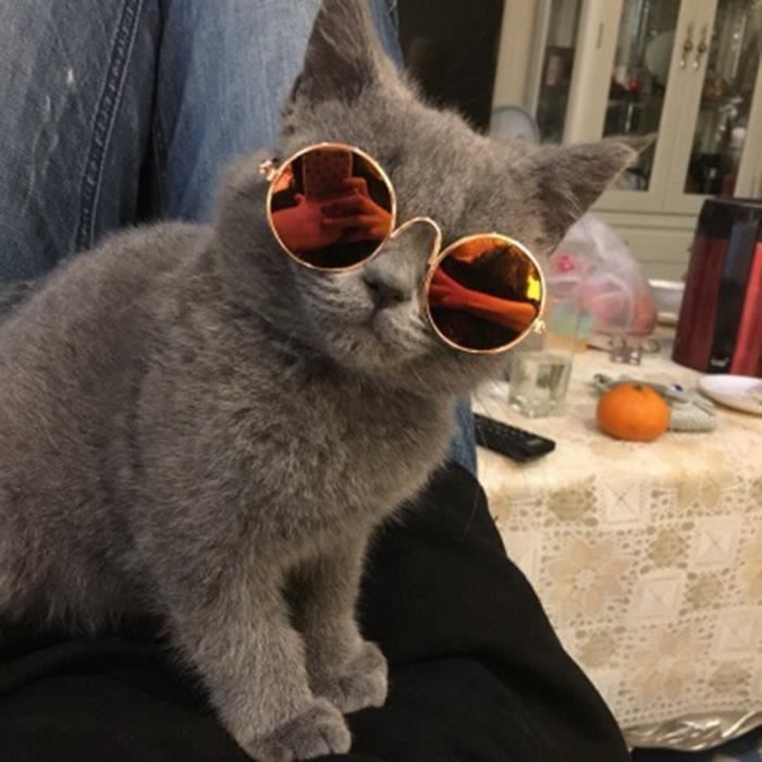 Belles lunettes pour chat de compagnie lunettes de soleil pour