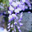 Wisteria Sinensis Glycine de Chine  Arbuste rustique et grimpant à feuilles caduques et fleurs bleues-2
