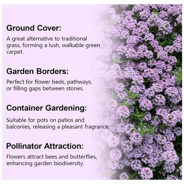 Plus de 10 000 graines de thym rampant sans OGM – Thymus Serpyllum rustique couvre-sol et graines de fleurs vivaces – Alternative idéale au phlox rampant pour l'aménagement paysager et les allées Plus de 10 000 graines de thym rampant sans OGM – Thymus Serpyllum rustique couvre-sol et graines de fleurs vivaces – Alternative idéale au phlox rampant pour l'aménagement paysager et les allées