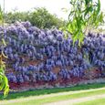 Wisteria Sinensis Glycine de Chine  Arbuste rustique et grimpant à feuilles caduques et fleurs bleues-3
