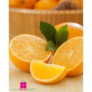 ARBRE - BUISSON Plante de Orange ‘Citrus Sinesis’ - pot Ø 22 cm - h. 70-80 cm