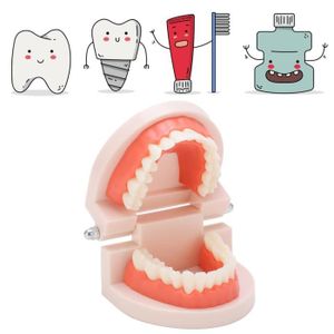 Drfeify Modèle de dents Modèle de Dent Dentaire Enseignement par  Démonstration Orale Adultes Outil de Dentiste avec Brosse