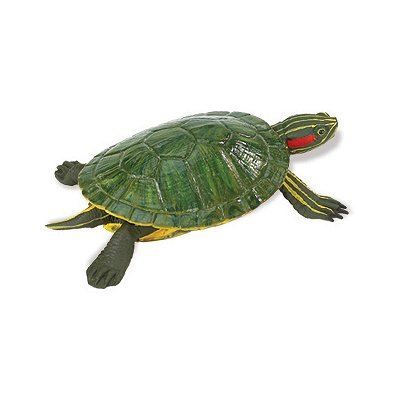Tortue Red Eared
