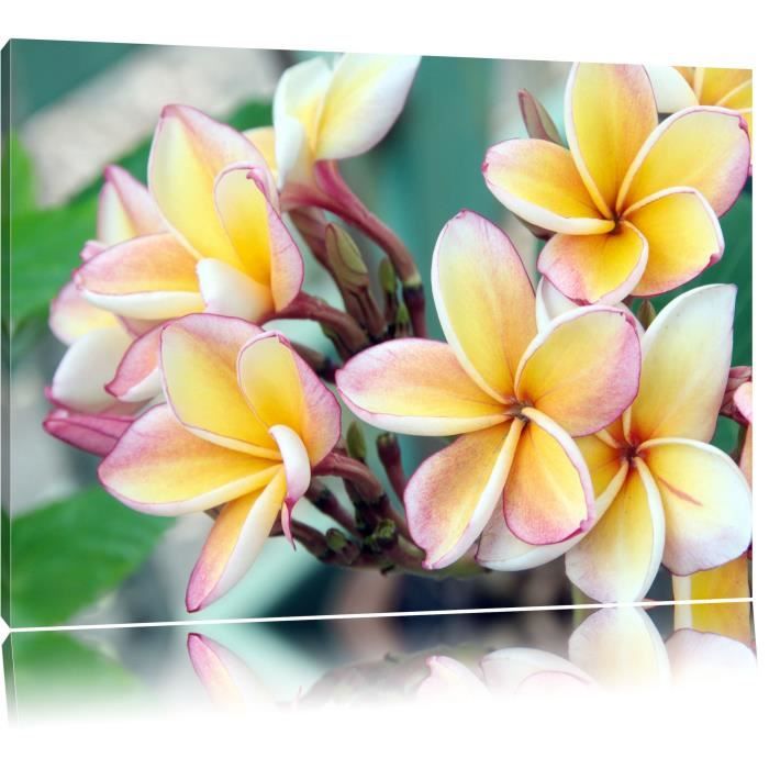 Toile imprimé fleurs Monoï sur Hawaii , complètement encadrées avec  civière, Wall Art Print sur le cadreFormat: 60x40cm - Cdiscount Maison