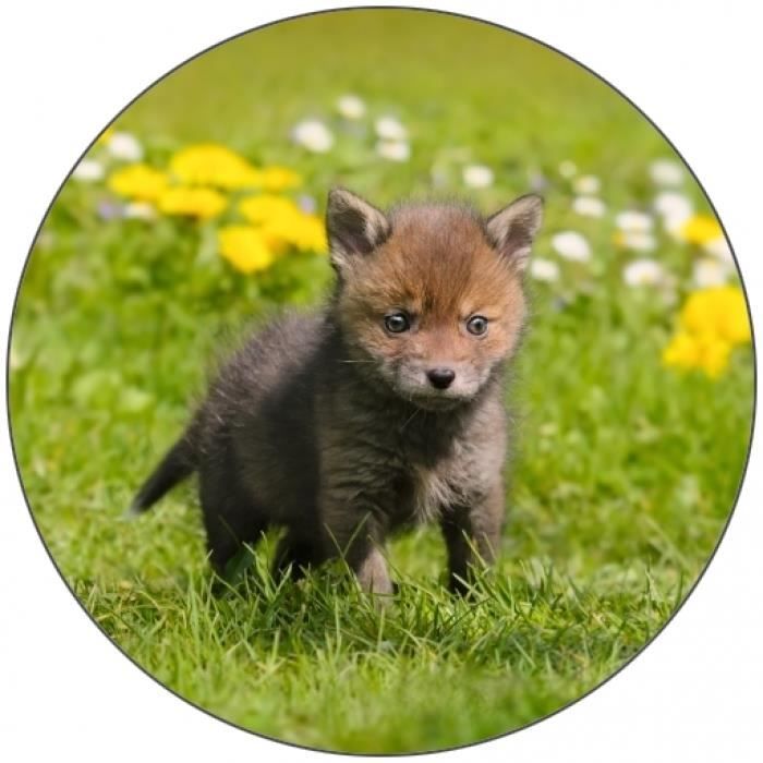 Dessous De Verre Rond Mignon Renard Roux Bebe Animal Sauvage Cdiscount Maison