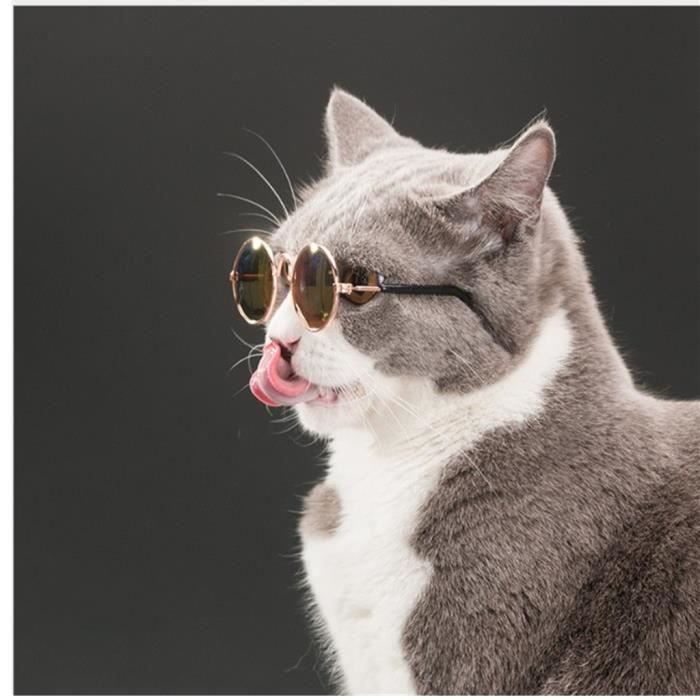 Chat Chien Des Lunettes Petit Lunettes De Soleil Fournitures Pour Animaux Achat Vente Lunettes Chat Chien Des Lunettes Pet Cdiscount Chat Chien Des Lunettes Petit Lunettes De Soleil Fournitures Pour Animaux Achat Vente Lunettes Chat Chien Des Lunettes Pet Cdiscount