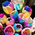 Graines de tulipe-Facile à cultiver-Environnement décoratif-Convient à la plantation dans la cour, le jardin, les parcs-0