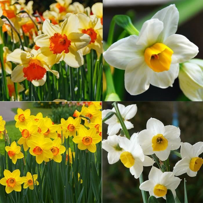 Mixte 400 Narcisse Duo Bulbes Jonquille Plante Graines De Fleurs Senteurs Pastel Double
