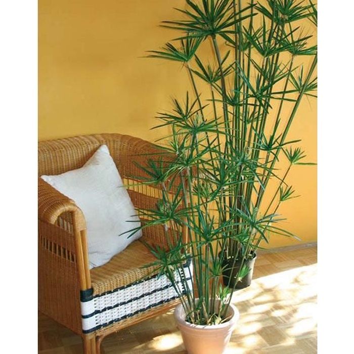 Cyperus Cdiscount