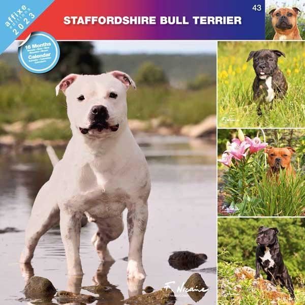 Calendrier 2023 Staffie Affixe Staffordhire Bull Terrier