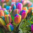 Graines de tulipe-Facile à cultiver-Environnement décoratif-Convient à la plantation dans la cour, le jardin, les parcs-2
