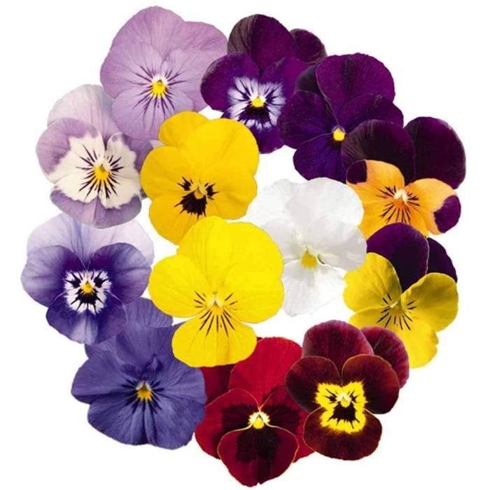 Plante Fleurie D Exterieur - Fleurs Pensée 30+ Organique Facile À Cultiver Alto Johnny Jump Up Tricolore Couleurs