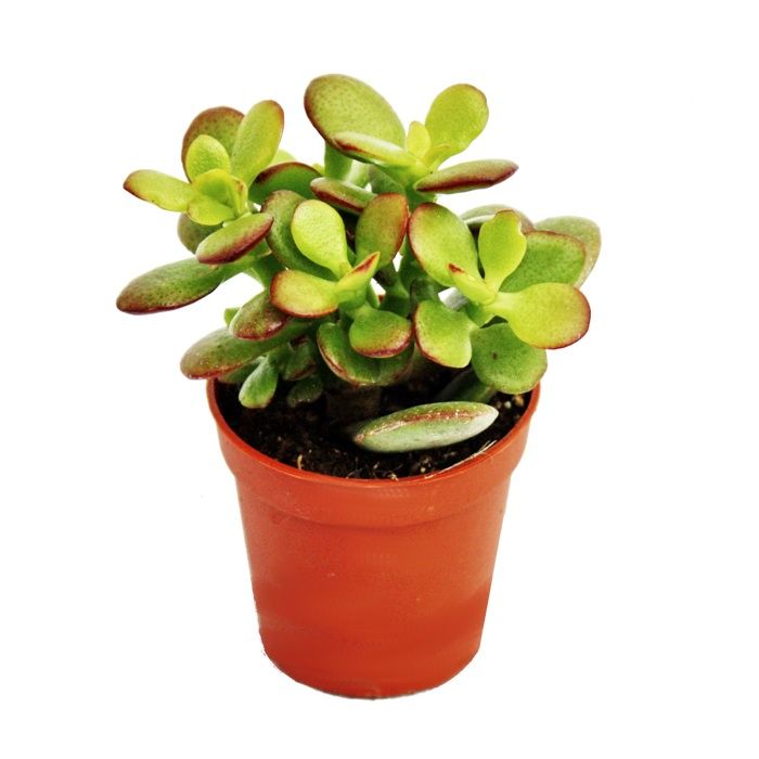 Plant In A Box - Arbre De Jade - Crassula Ovata 'Sunset' - Hauteur 15