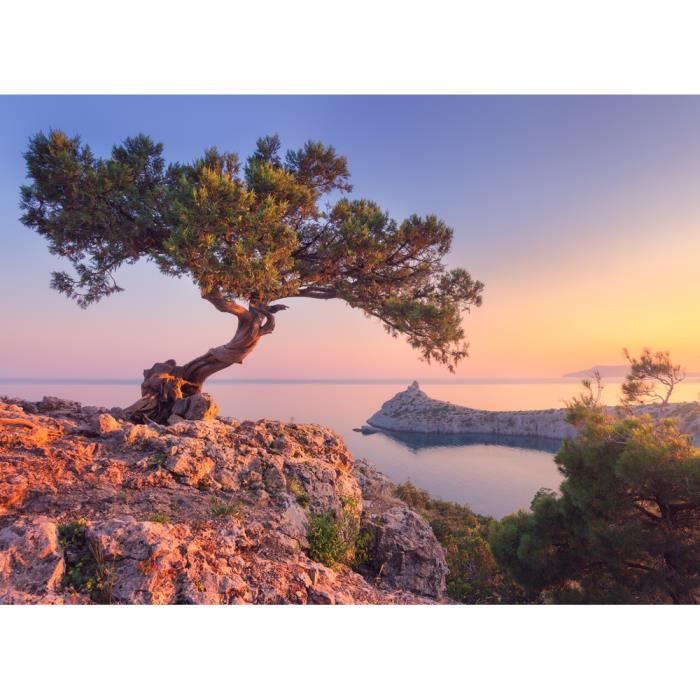 Papier Peint Outils Access Arbre Arbres Coucher De Soleil Noir Blanc Mer Riviere Nappes Papier Peint Foret 1290 V Bricolage Superiorhwc Com