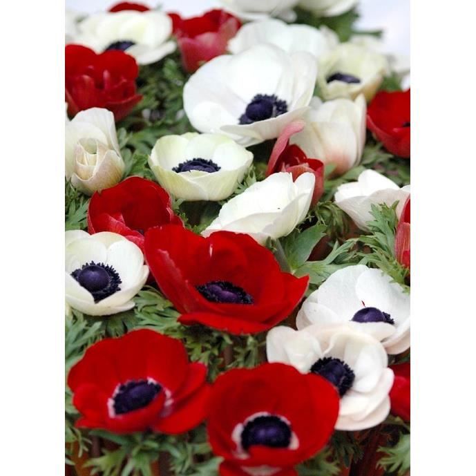 5 bulbes de fleurs anemones coloris rouge et blanche et toute blanche  fleurs bulbe jardinage potager - Cdiscount Jardin