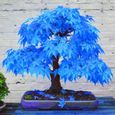 20pcs belles graines de Maple bleu rares Plantes de bonsaï Jardin Decoration d'arbre à la maison-0