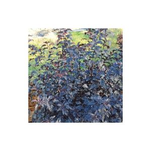 ARBRE - BUISSON Physocarpe à feuilles d'obier opulifolius All Black® 'Minall2'-Godet - 5/20 cm-Blanche-Arbustif