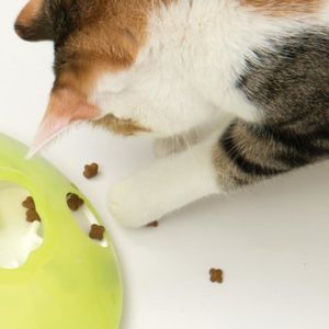 Toupie Pour Chat Cdiscount