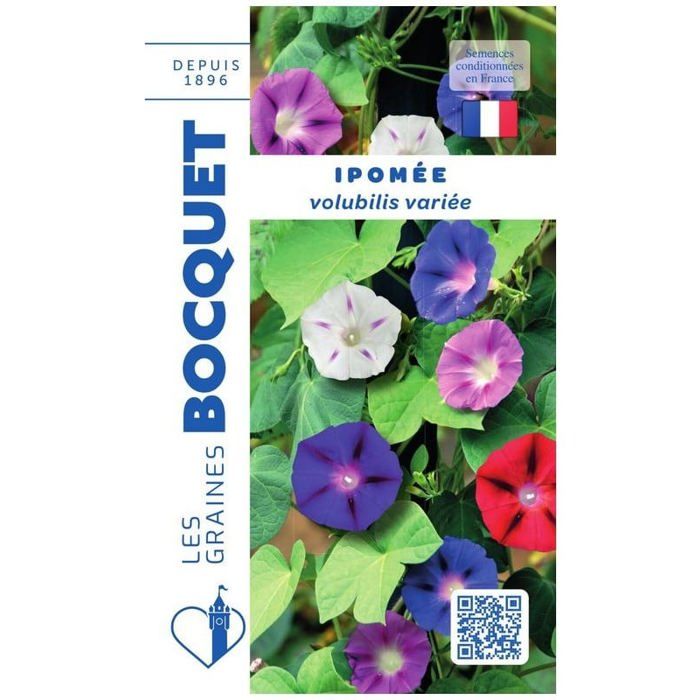 Graine - Semence - Ipomée volubilis variée