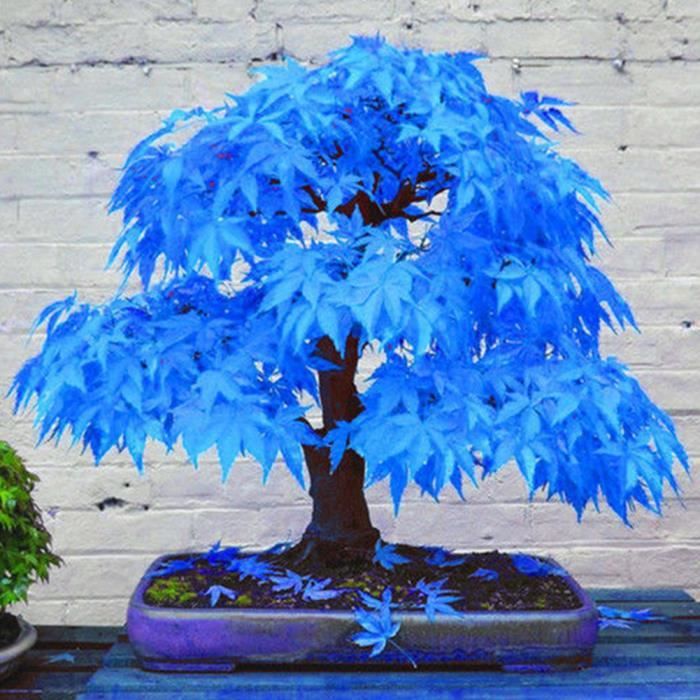 20pcs belles graines de Maple bleu rares Plantes de bonsaï Jardin Decoration d'arbre à la maison