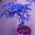 20pcs belles graines de Maple bleu rares Plantes de bonsaï Jardin Decoration d'arbre à la maison-1