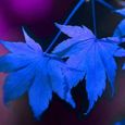 20pcs belles graines de Maple bleu rares Plantes de bonsaï Jardin Decoration d'arbre à la maison-2