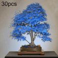 20pcs belles graines de Maple bleu rares Plantes de bonsaï Jardin Decoration d'arbre à la maison-3