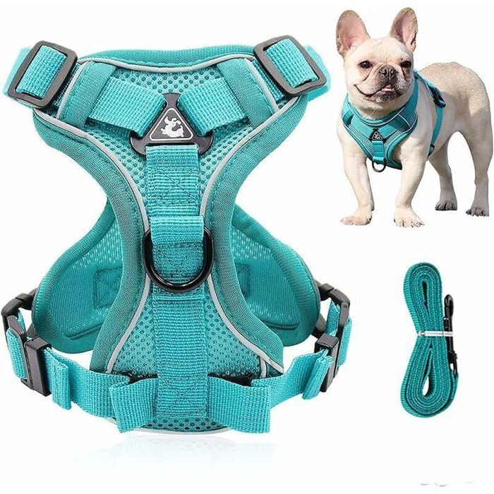 Harnais chien réglable – Maille respirante avec laisse – Promenade nocturne sécurisée – S Bleu