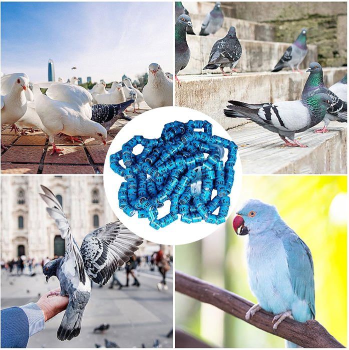 80 Anneaux De Pied Pour Volaille - Bagues Numérotées 16mm En 8 Couleurs Pour Poules, Pigeons, Cailles Et Oiseaux