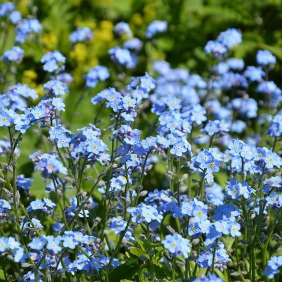 Graines Myosotis Sylvatica - 50 Graines - Fleurs Bleues Parfumées - Haute Germination