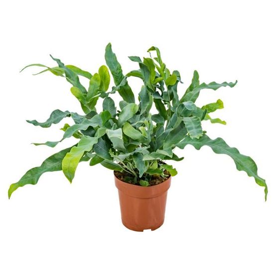 Fougère Phlebodium Aureum 'Blue Star' - Plante Intérieur Dépolluante En Pot Ø12 Cm - Feuillage Bleu Graphique 30-40 Cm